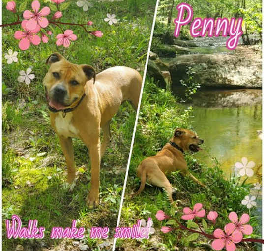 Photo of Penny