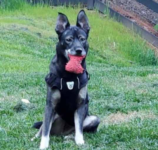 Photo of Koa