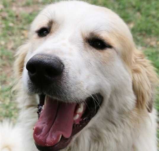 Photo of Carson
