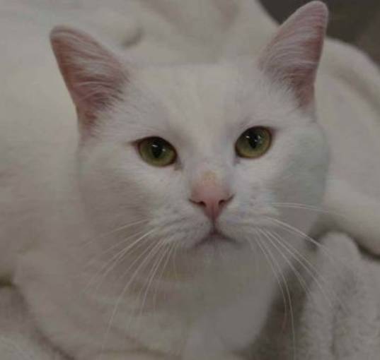 Photo of Casper