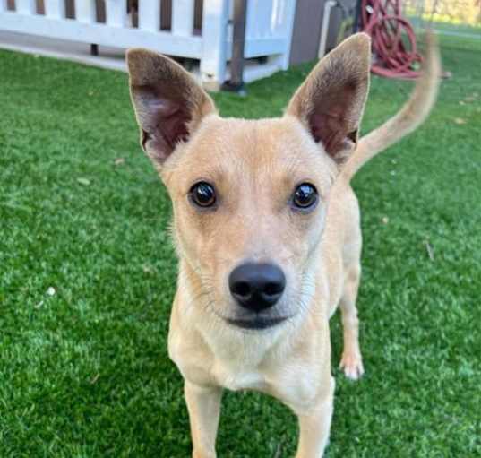 Photo of Skippy