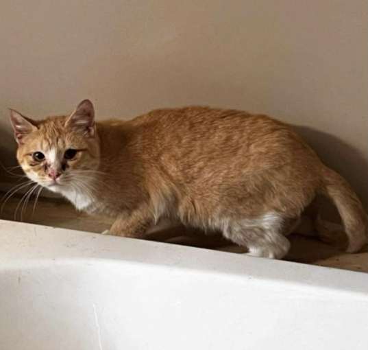 Photo of Garfield