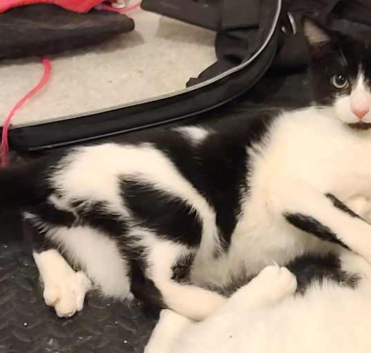 Photo of Pleezio