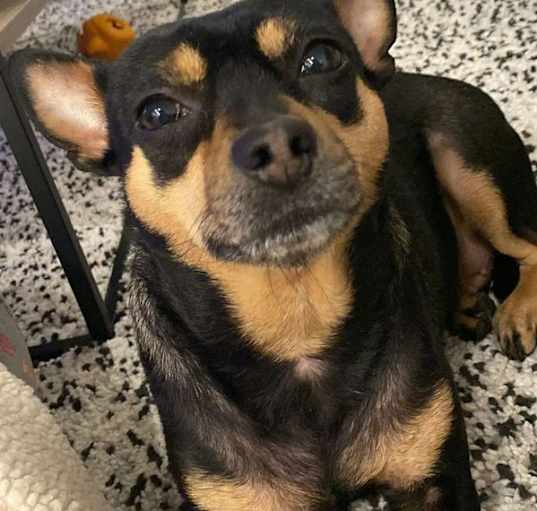 Photo of Stella