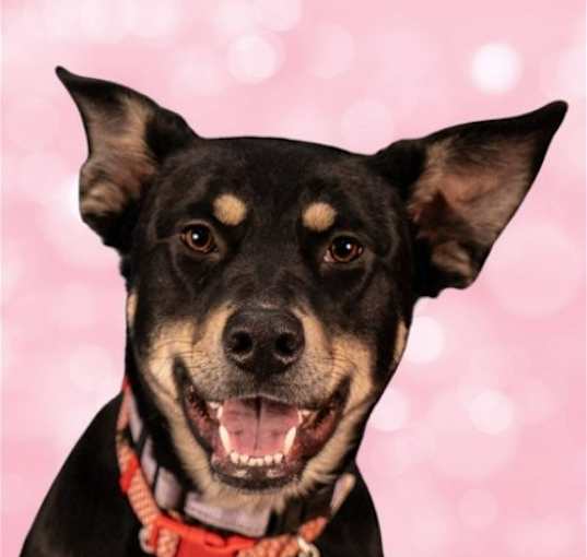 Photo of Rita - Adopt Me!