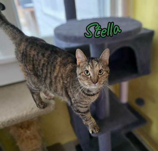 Photo of Stella (McCartney)