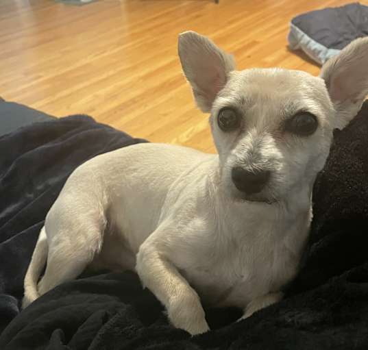 Photo of Remy