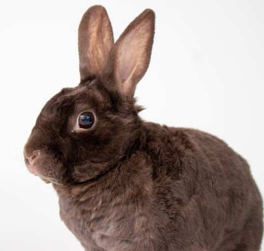Photo of Norbert