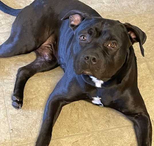 Photo of Mojo 