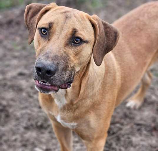 Photo of Beau