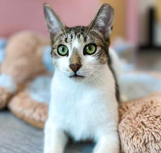Photo of Yoshi