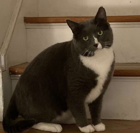 Photo of Chunk (FIV+)