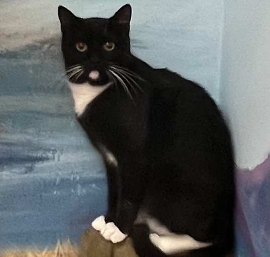 Photo of Dibbles