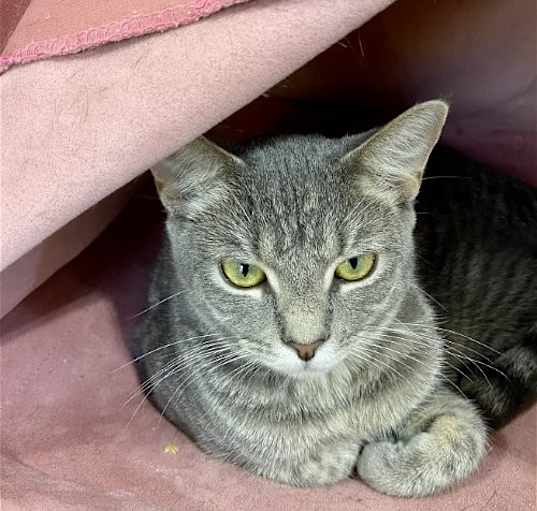 Photo of TIGERBELL