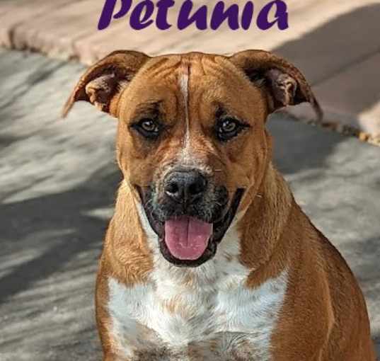 Photo of Petunia