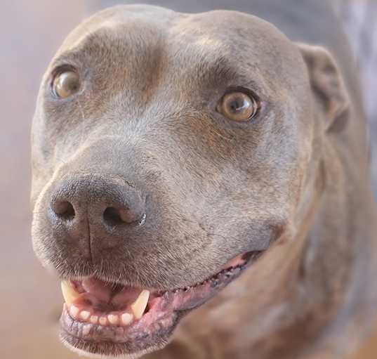 Photo of Macy Grey