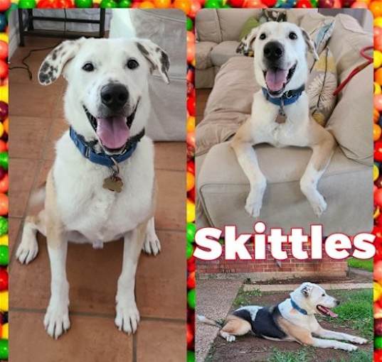 Photo of Skittles