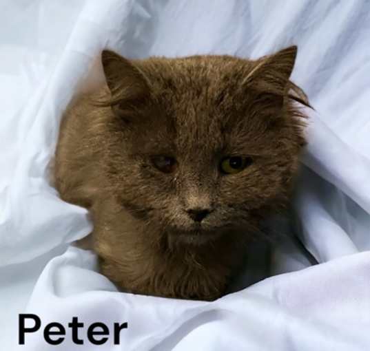 Photo of Peter