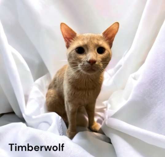 Photo of Timberwolf
