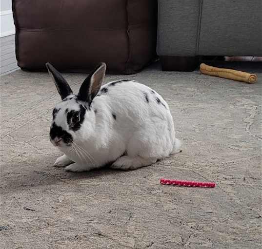 Photo of Lola 2 RABBIT