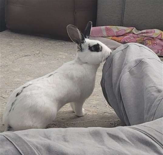 Photo of Poppy RABBIT