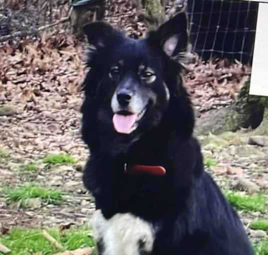 Photo of Joey