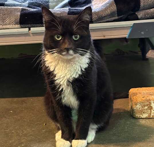 Photo of Queso (FIV+)