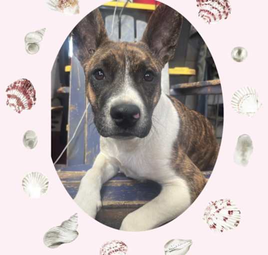 Photo of Hazel
