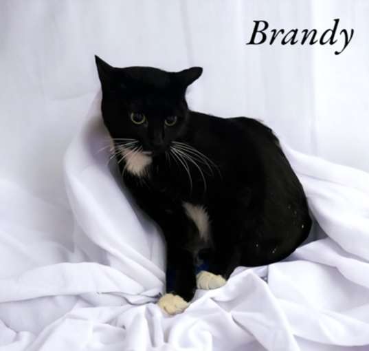 Photo of Brandy