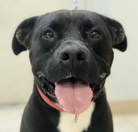 Photo of Buddy