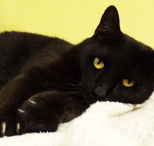 Photo of Enok / Panther