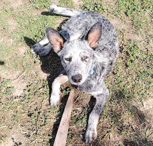 Photo of tyke