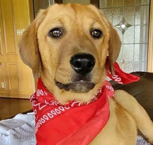 Photo of Rocco