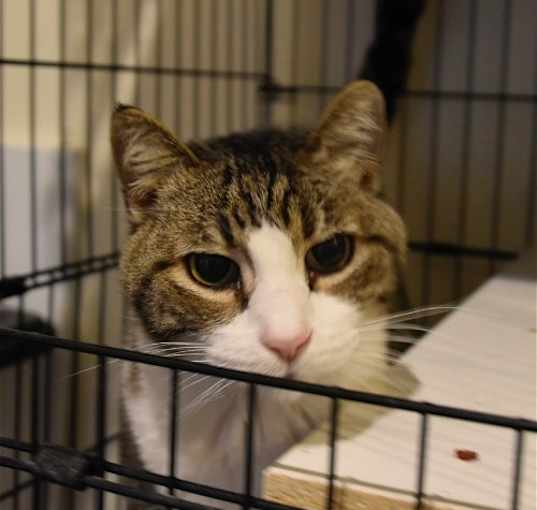 Photo of Stevie [Permanent Foster]