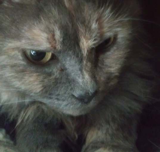 Photo of Miranda