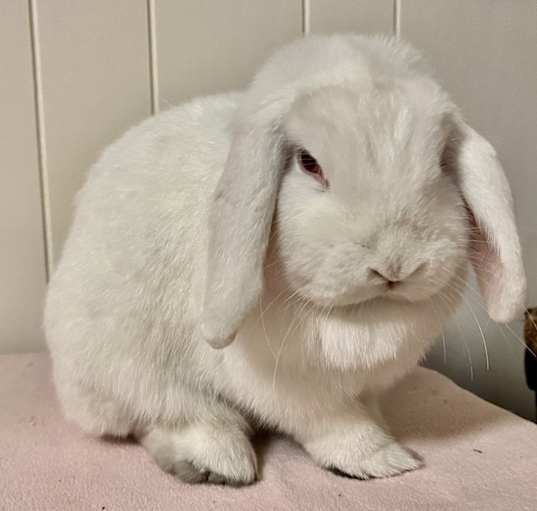 Photo of Rosie