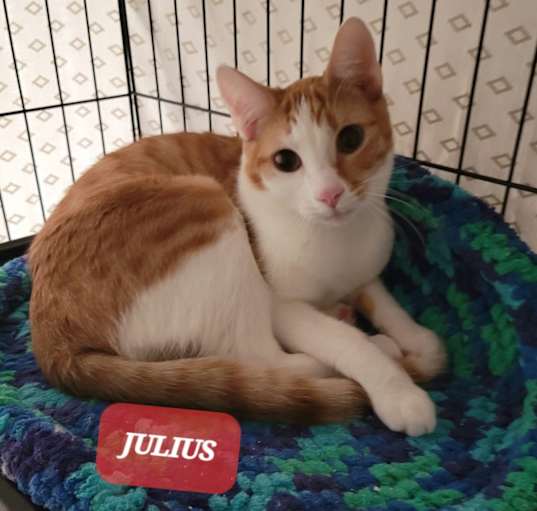 Photo of Julius