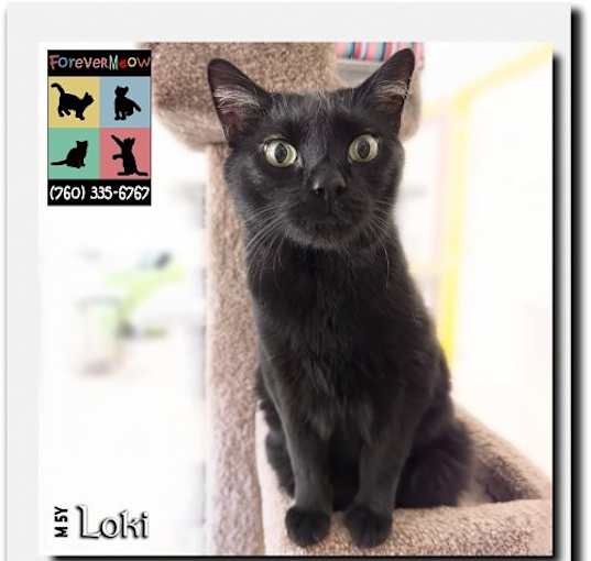 Photo of Loki