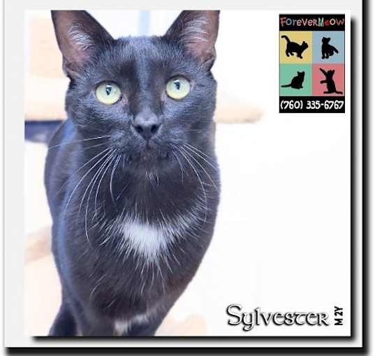 Photo of Sylvester