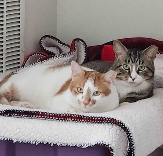 Photo of Tangerine & Cremepuff