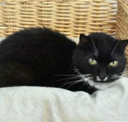 Photo of Peepers