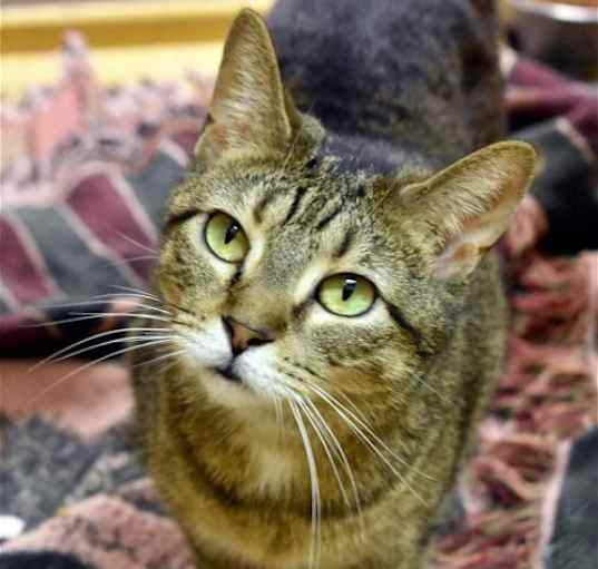 Photo of Waffle
