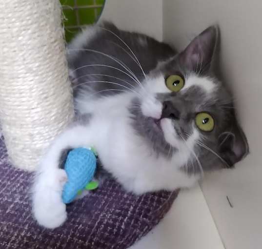 Photo of Petunia