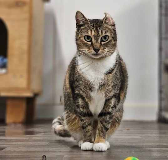 Photo of Primrose