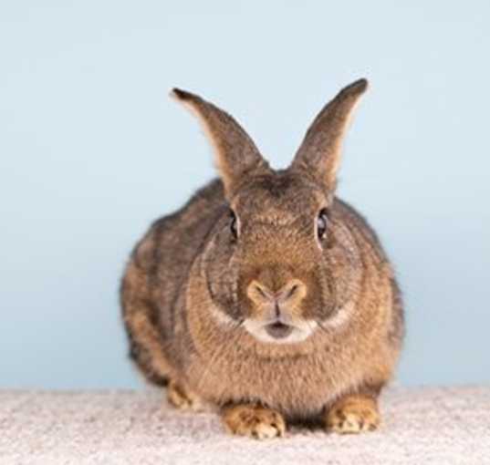 Photo of Freya