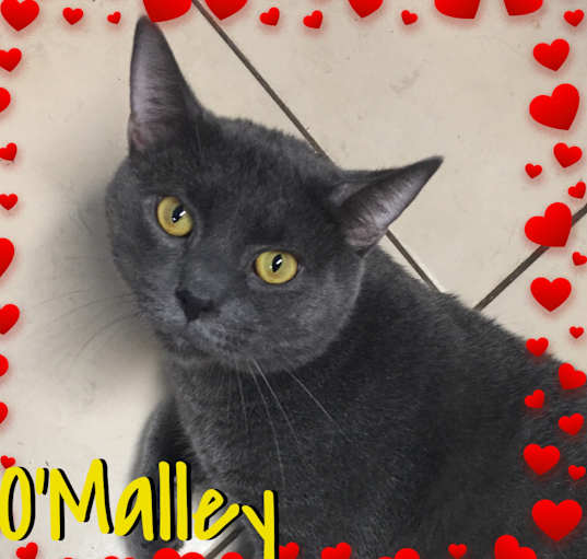 Photo of O'Malley