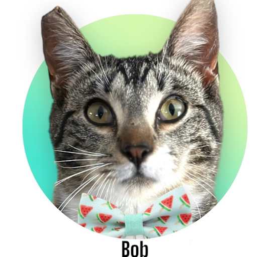 Photo of Bob