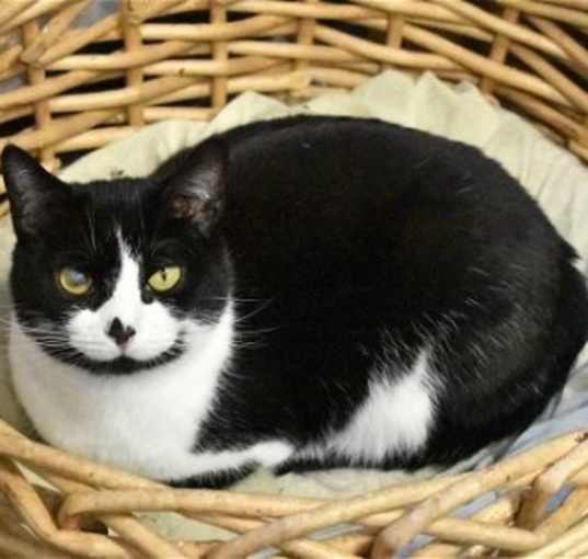 Photo of Smudgie
