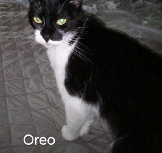 Photo of Oreo