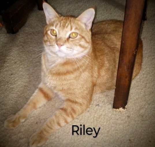 Photo of Riley